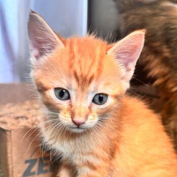Silverstein -  Domestic Short Hair Cat for Adoption in Lynchburg, Virginia - Silverstein | PetCurious
