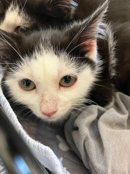 Tutti Frutti -  Domestic Short Hair Cat for Adoption in Christiansburg, Virginia - Tutti Frutti | PetCurious