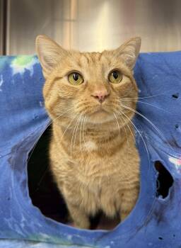 Domestic Short Hair Cats Available for Adoption - Angelique | PetCurious