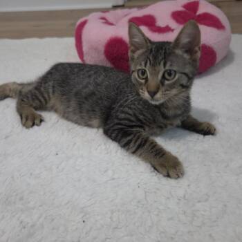 Harry -  Domestic Short Hair Cat for Adoption in Cumming, Georgia - Harry | PetCurious