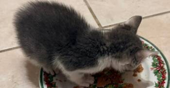 Champ -  Domestic Short Hair Cat for Adoption in Tampa, Florida - Champ | PetCurious