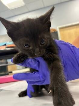 A138322 -  Domestic Short Hair Cat for Adoption in Palmetto, Florida - A138322 | PetCurious