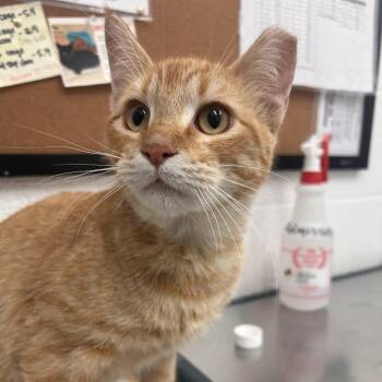 American Shorthair Cats Available for Adoption in San Antonio, Texas - Cheeto | PetCurious