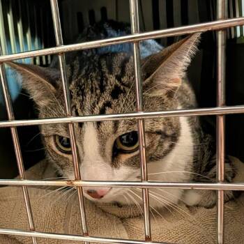Chanell -  Domestic Short Hair Cat for Adoption in Fairport, New York - Chanell | PetCurious