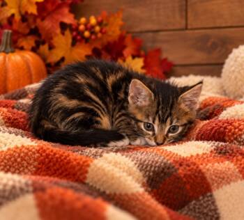 Fleur -  Domestic Medium Hair Cat for Adoption in Lagrange, Indiana - Fleur | PetCurious