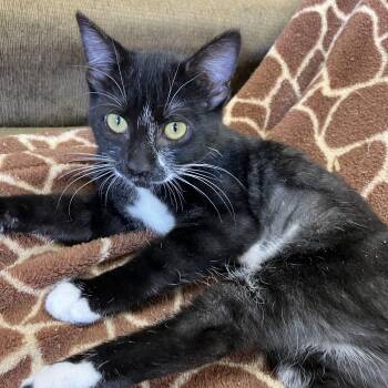 Rescue Domestic Short Hair Cats for Adoption in Pendleton, Oregon - Boo Boo | PetCurious