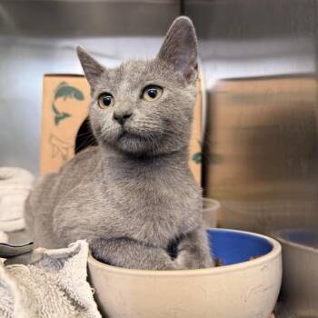 Tug -  Domestic Short Hair Cat for Adoption in Baltimore, Maryland - Tug | PetCurious