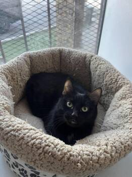 Domestic Short Hair Cats Available for Adoption - Licorice | PetCurious