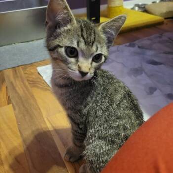 Jelly Roll -  Domestic Short Hair Cat for Adoption in Plainfield, Illinois - Jelly Roll | PetCurious