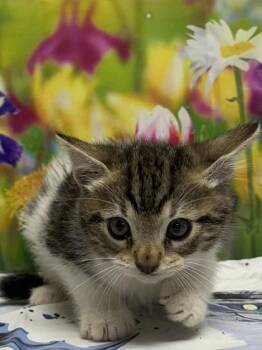 Succulent -  Domestic Short Hair Cat for Adoption in San Antonio, Texas - Succulent | PetCurious