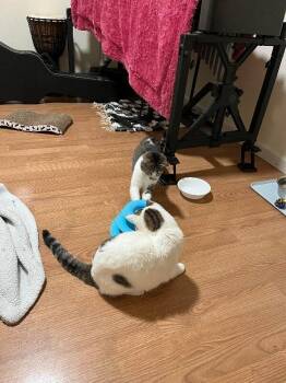 Domestic Short Hair Cats Available for Adoption - Pico De Gallo | PetCurious