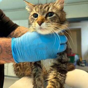 Domestic Short Hair Cats Available for Adoption in Huntington, West Virginia - Bunny Foo Foo | PetCurious