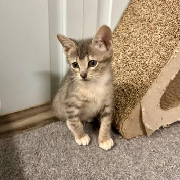 Cameo -  Domestic Short Hair Cat for Adoption in Chicago, Illinois - Cameo | PetCurious