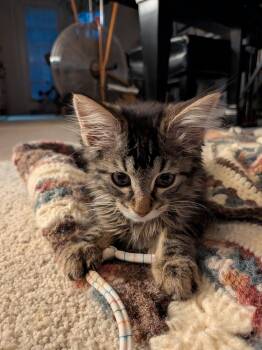 Fauna -  Domestic Short Hair Cat for Adoption in Fruit Heights, Utah - Fauna | PetCurious