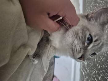 Domestic Short Hair Cats Available for Adoption in Fruit Heights, Utah - Strawberry Shortcake | PetCurious