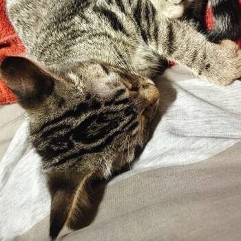 Rory -  Domestic Short Hair Cat for Adoption in Saint Charles, Missouri - Rory | PetCurious