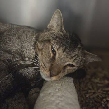 CurryJr -  Domestic Short Hair Cat for Adoption in Philadelphia, Pennsylvania - CurryJr | PetCurious