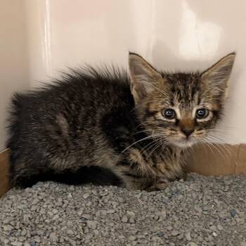 Kashmir -  Domestic Short Hair Cat for Adoption in Auburn, Alabama - Kashmir | PetCurious