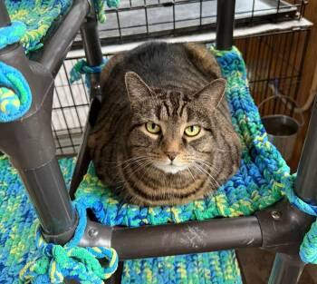 Domestic Short Hair Cats Available for Adoption in Coatesville, Pennsylvania - Grizzly | PetCurious