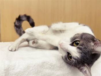 Domestic Short Hair Cats Available for Adoption in Brentwood, Missouri - ALLEN | PetCurious