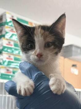Millie -  Domestic Short Hair Cat for Adoption in Bolivar, Missouri - Millie | PetCurious