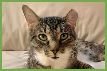 Poppa Bear -  Domestic Short Hair Cat for Adoption in Amherst, Massachusetts - Poppa Bear | PetCurious