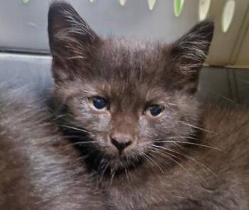 Chia -  Domestic Medium Hair and Domestic Short Hair Cat for Adoption in Kansas City, Missouri - Chia | PetCurious