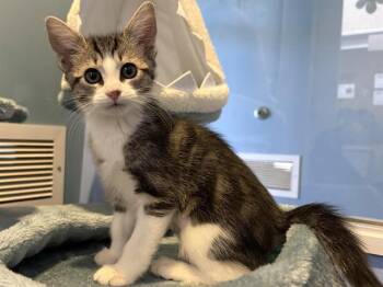 CALLISTO -  Domestic Short Hair Cat for Adoption in Santa Clara, California - CALLISTO | PetCurious
