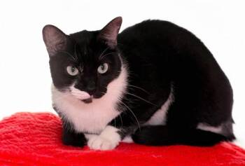Domestic Short Hair Cats Available for Adoption - KALI | PetCurious
