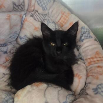 KeeKee -  Domestic Long Hair Cat for Adoption in Spokane, Washington - KeeKee | PetCurious