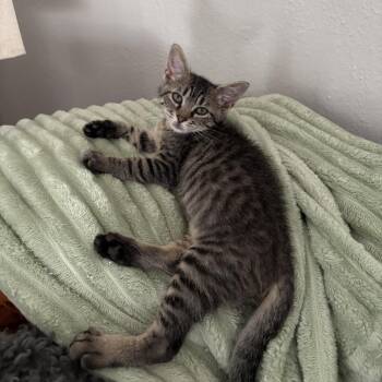 Snap -  Domestic Short Hair Cat for Adoption in San Antonio, Texas - Snap | PetCurious