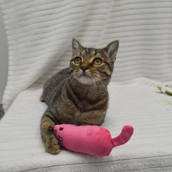 Rescue Domestic Short Hair Cats for Adoption in Bear, Delaware - Moxie | PetCurious