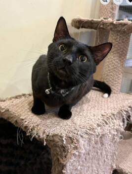 Domestic Short Hair Cats Available for Adoption in Calgary, Alberta - Tux | PetCurious