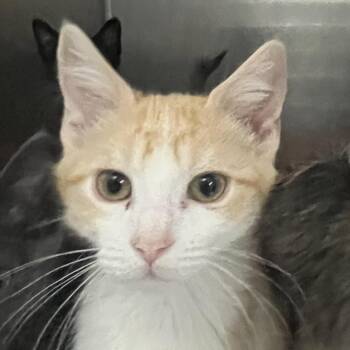 Astro -  Domestic Short Hair Cat for Adoption in Idaho Falls, Idaho - Astro | PetCurious