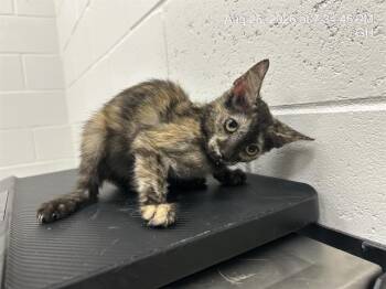 A389034 -  Domestic Short Hair Cat for Adoption in Ocala, Florida - A389034 | PetCurious