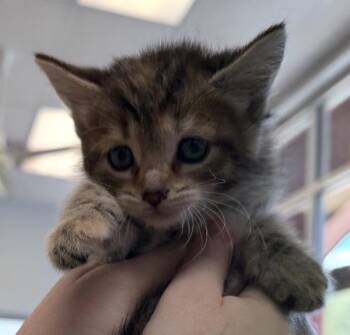 Domestic Short Hair Cats Available for Adoption in Salisbury, Maryland - Beyonce | PetCurious