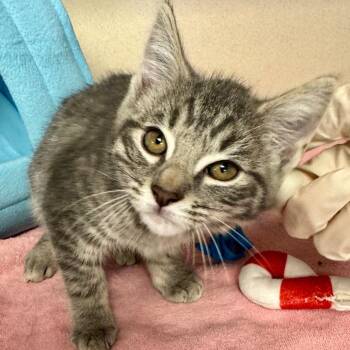 Domestic Short Hair Cats Available for Adoption in Westhampton, New York - Toad | PetCurious
