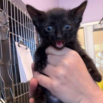 Nutty Buddy -  Domestic Short Hair Cat for Adoption in Madisonville, Tennessee - Nutty Buddy | PetCurious