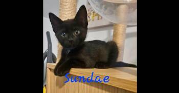Sundae -  Domestic Short Hair Cat for Adoption in Chalfont, Pennsylvania - Sundae | PetCurious