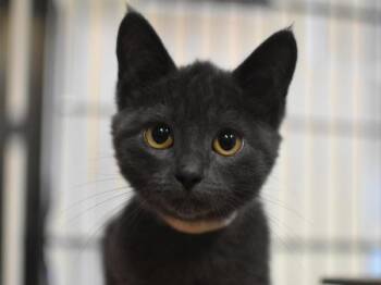 Stone -  Domestic Short Hair Cat for Adoption in Portland, Oregon - Stone | PetCurious