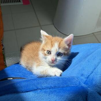 The Lorax -  Domestic Short Hair Cat for Adoption in Plainfield, Illinois - The Lorax | PetCurious