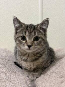 Tinkerbell -  American Shorthair Cat for Adoption in Cashiers, North Carolina - Tinkerbell | PetCurious