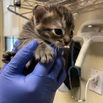 Domestic Short Hair Cats Available for Adoption in Pasadena, California - Croissant | PetCurious
