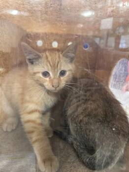 A798075 -  Domestic Short Hair Cat for Adoption in Louisville, Kentucky - A798075 | PetCurious