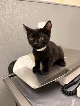 ART -  Domestic Short Hair Cat for Adoption in Las Vegas, Nevada - ART | PetCurious