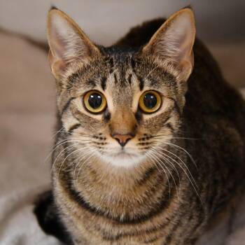 Rescue Tabby Cats for Adoption in Dallas, Texas - Porsche | PetCurious