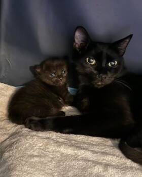 Betty -  Domestic Short Hair Cat for Adoption in Libertyville, Illinois - Betty | PetCurious