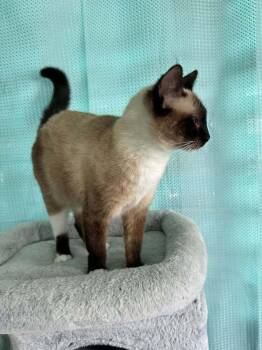 Nube -  Siamese Cat for Adoption in New Bedford, Massachusetts - Nube | PetCurious