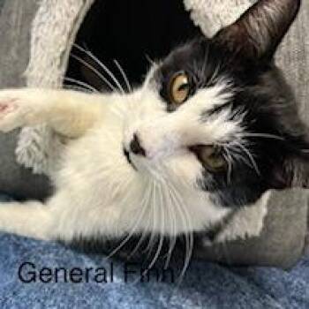 General Finn***ADOPTION PENDING*** -  Domestic Short Hair Cat for Adoption in Fargo, North Dakota - General Finn***ADOPTION PENDING*** | PetCurious