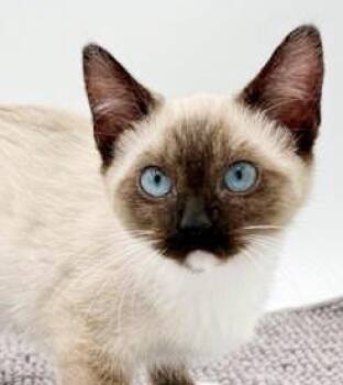 Toffee is a rare treasure Siamese gorgeousness -  Siamese and Snowshoe Cat for Adoption in Bedford Hills, New York - Toffee Is A Rare Treasure Siamese Gorgeousness | PetCurious